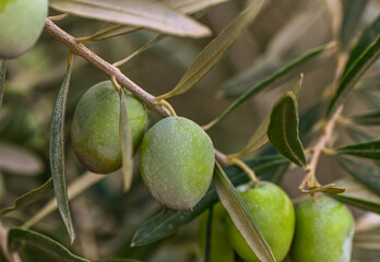 A close-up shot of a bunch of green olives on a tree branch