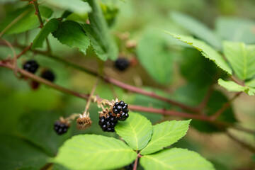 blackberries on branch