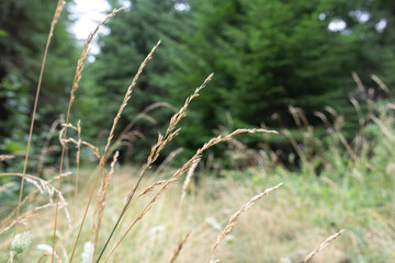 grass in the wind