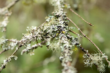 lichen on tree branch