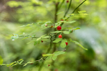 berries on a bush