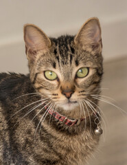 Portrait of a tabby cat