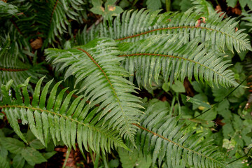 fern in the forest