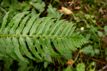 close up of fern