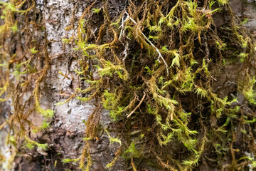 moss on tree trunk