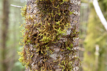 moss on tree trunk