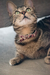 Portrait of a tabby cat