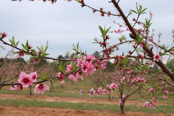 Peach Blossom Branch