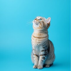 Obraz premium Adorable Scottish Fold Cat on Blue Background - Perfect for Your Design