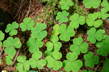 green leaves background