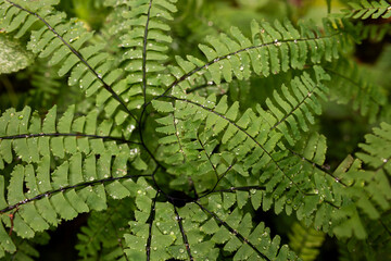Maidenhair Fern