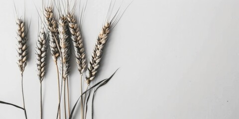 A simple arrangement of three wheat stalks on a white background