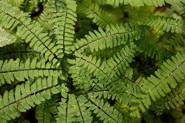 Maidenhair Fern