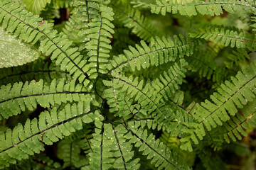 Maidenhair Fern