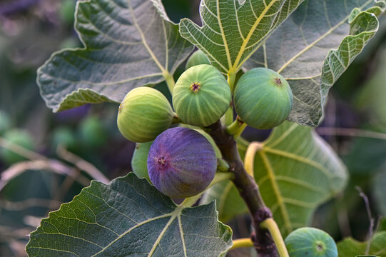 Close-up of immature figs (Ficus carica) growing on the branch of a fig tree