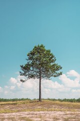 Tall solitary pine tree standing gracefully in an open field under a clear blue sky with distant green forest