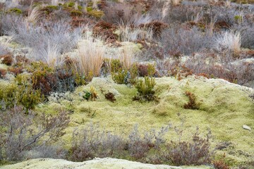 sparse vegetation on the rocky volcanic soil background, native plants on mount ngauruoe