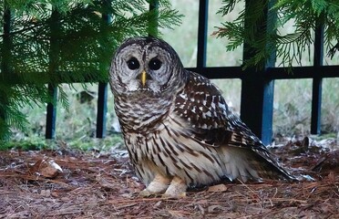 Barred Owl