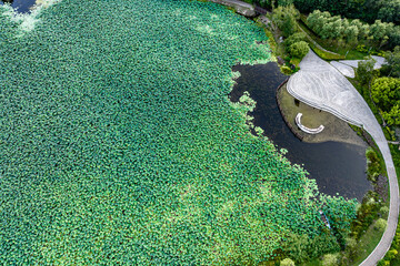 The scenery of China's Changchun Jingyuetan National Forest Park with blooming lotus