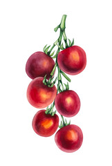 Watercolor cherry tomato. Hand drawn tomato branch isolated. Watercolor tomato plant for design of food, textile, fabric, menu, restaurant and others