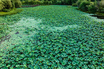 The scenery of China's Changchun Jingyuetan National Forest Park with blooming lotus
