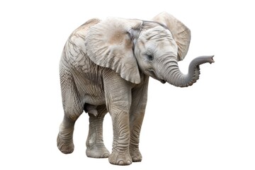 Obraz premium Baby and adult elephants together, showcasing their bond