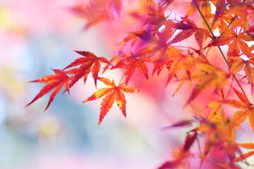 鮮やかな秋の紅葉