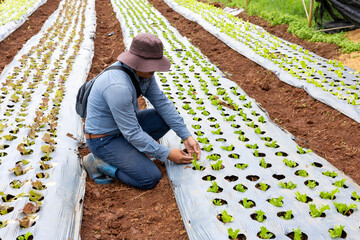 Asian farmer is carrying tray of young vegetable salad seedling to plant in the soil for growing organics plant during spring season and agriculture
