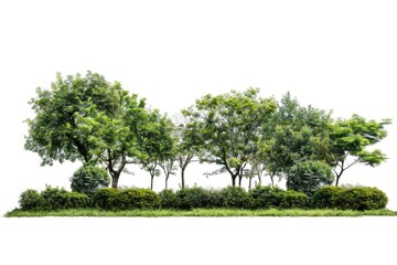 Obraz premium A group of trees growing naturally in a lush green grassy area