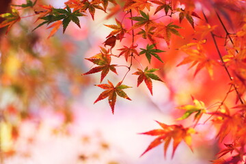 鮮やかな秋の紅葉