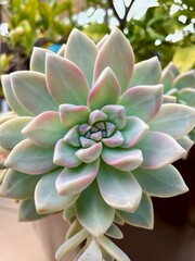 Succulent