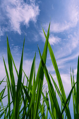 Green leaves and blue sky and photosynthesis with the existence  of sun.