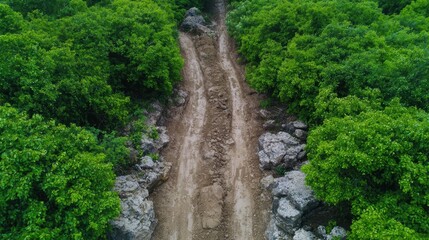 Fototapeta premium Muddy trail through lush green forest