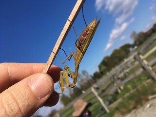 praying mantis on a dry stick held in one hand against a background of blue sky - mante religieuse sur un b&acirc;ton sec tenu par une main et sur fond de ciel bleu