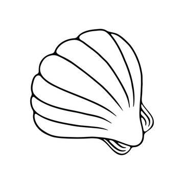 recommend clip art: illustration hand drawing of a seashell