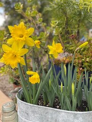 daffodils in a garden