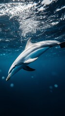 Obraz premium Dolphin swimming underwater with sunlight