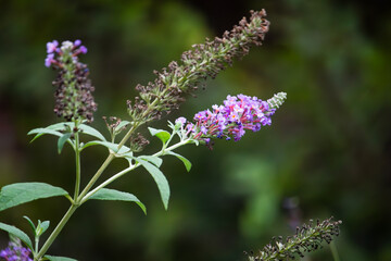 Close-up of a Buddleia plant, commonly known as the butterfly bush. The image features delicate purple blossoms at the tip of the flower spikes, surrounded by green leaves and partially wilted blooms