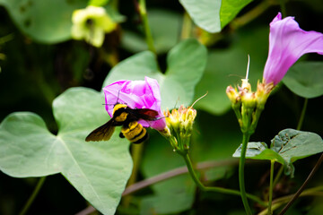  A bumblebee interacting with a light pink morning glory flower, nestled among lush green leaves. The bee is feeding on the flower's nectar.