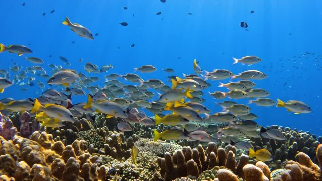 School of snappers on a tropical Indian Ocean coral reef