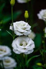 Blooming Eustoma grandiflorum