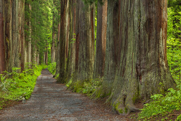 日本　長野県長野市にある戸隠神社の奥社の杉並木の参道