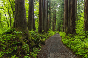 Fototapeta premium 日本 長野県長野市にある戸隠神社の奥社の杉並木の参道
