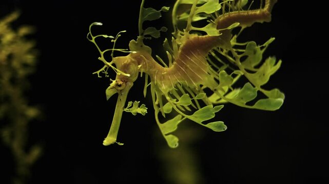 Leafy Seadragon Phycodurus eques or Glauert's seadragon marine fish underwater