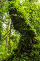 日本　長野県長野市にある戸隠神社の奥社の参道沿いの風景