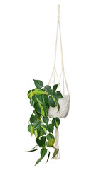 Philodendron Brasil tropical houseplant trailing vine hanging in a macrame basket isolated cutout...