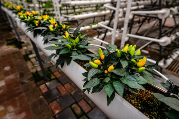 Garden peppers grown in a greenhouse
