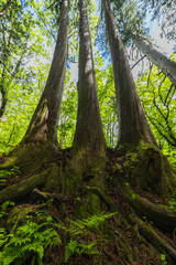 Obraz premium 日本 長野県長野市にある戸隠神社の奥社の杉並木の参道 下から見上げた巨大な杉の木