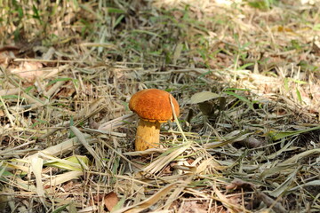 山の中に生えていたキノコ