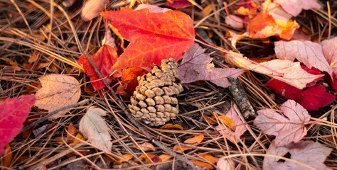 Pinecone and Autumn Leaves